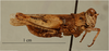 CollectionObject 1586920; 31c6e928-1c0e-4893-a675-88ec92e98b6d: male, lateral view, (syntype). (CollectionObject).;CollectionObject 1586921; 67a1bd70-2272-45a4-8779-9e1c6a292485: male, lateral view, (syntype). (CollectionObject).