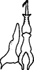 Stylus: !! display not done !! on Tropicanus (Tropicanus) costomaculatus (Van Duzee, 1894): Stylus. (Observation).