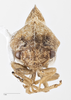 Head on Cyrtolobus arcuatus (Emmons, 1855): (Observation).