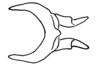 Aleuas lineatus Stål, 1878: Fig. 30E. cingulum, dorsal view. (Otu).