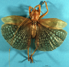 CollectionObject 1520542; 47ad785e-8ba5-49a8-838a-27ddfa4ff98d: female, dorsal view. (CollectionObject).