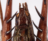 CollectionObject 1534506; ce5c044c-63a5-4c64-bd5b-3821a3e5c63a: male subgenital plate (holotype). (CollectionObject).