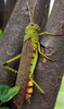 Tropidacris collaris (Stoll, 1813): female (Brazil, Pantanal Marimbus). (Otu).