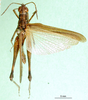 CollectionObject 1569883; 4c761c85-2e38-44d2-9594-d56f0b1174cb: male, dorsal view (syntype of Chirista varians). (CollectionObject).