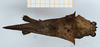 CollectionObject 1585086; 5cfdefc0-c7af-4c85-8d1d-4d8458594f4f: male, dorsal view (syntype). (CollectionObject).