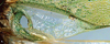CollectionObject 1520726; 654ceaa3-2425-4f02-a926-c02a6aae7d86: male, base of right tegmen (syntype). (CollectionObject).