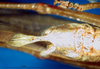 CollectionObject 1500361; 589cfdb6-3f85-4423-abca-ca28dd9e4d76: male subgenital plate (syntype). (CollectionObject).