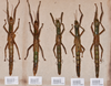 CollectionObject 1559758; 7601fd61-524c-437e-8a31-823fc6fbd25c: copyright NTUC. female (paralectotypes). (CollectionObject).;CollectionObject 1559759; e467e78d-6ce4-4632-b449-eec0a1e2ea1a: copyright NTUC. female (paralectotypes). (CollectionObject).