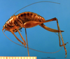 CollectionObject 1502478; 532e8bd0-eb58-4203-870a-03b211844515: female, left lateral view (paratype). (CollectionObject).