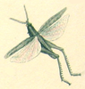 Pyrgomorpha (Pyrgomorpha) conica conica (Olivier, 1791): Pl. III, Fig. 2. Truxalis linearis. (Otu).