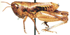 Dirshacris aridus Brown, 1959: female, lateral view. (Otu).