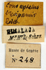 CollectionObject 1505669; e28bcb11-7e21-42cc-8942-6a6c130ea64a: labels (syntype of Ruspolia brevipennis). (CollectionObject).