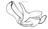 Incacris phaenogaster Rehn, 1942: Fig. 139. cingulum and endophallus, lateral view. (Otu).
