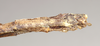CollectionObject 1559119; 94fcfade-1a87-4e30-92d7-f934d5b8fbc1: copyright Natural History Museum, London. female: end of abdomen, ventral view (holotype). (CollectionObject).