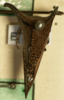 Habitus, dorsal view: !! display not done !! on Hemikyptha cervus (Germar, 1835): (Observation).