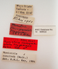 CollectionObject 1504681; fdf37a02-a398-4a8c-bda2-f377c660998e: male, labels (holotype of Monistria flavogranulata truganinae. (CollectionObject).