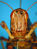 CollectionObject 1521449; cdb4f10a-c247-4ca9-b937-3c2f7533b4ff: female, frontal view (allotype). (CollectionObject).