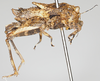 CollectionObject 1577216; 47045a40-c1ee-4db1-bf5b-7d94cbf0574e: female, lateral view. (CollectionObject).