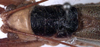 CollectionObject 1531891; c8db3bc2-4f27-4f43-92ff-524dde765860: male pronotum and stridulatory apparatus (holotype). (CollectionObject).
