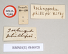 CollectionObject 1557417; NHMUK(SF IMPORT DUPLICATE) 844928, f1282a57-261f-496b-a817-e33d82624184: copyright Natural History Museum, London. female, data labels of Ischnopoda phillipsi (holotype). (CollectionObject).