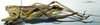 CollectionObject 1534037; 4b31762b-d7b6-4bc4-a7c6-cc0395ad87c4: female habitus lateral view. (CollectionObject).