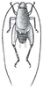 Fig. 220. male, dorsal view. Depicts Cycloptilum zebra (Rehn & Hebard, 1905), an Otu.