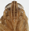 Head: !! display not done !! on Pygospina spinata Caldwell, 1951: (Observation).