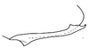 Pygofer, lateral view on Bahita interjecta Linnavuori & DeLong, 1978: Bahita interjecta, pygofer, medially. (Observation).