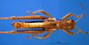 CollectionObject 1521414; fe68ce02-3220-4202-9f87-e3c6ad6f8a03: male, dorsal view (holotype). (CollectionObject).