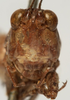 CollectionObject 1566231; e240a2c4-f92a-4d10-8be1-7ba754597f95: male, frontal view (paratype). (CollectionObject).