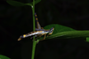 CollectionObject 1581097; 8ffb3fdc-f199-4d92-8205-f56a075bf75d: female in nature, lateral view. (CollectionObject).