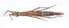 CollectionObject 1561595; 68d0547e-6685-4782-b266-e2a0e5f91570: copyright ZMUH, Hamburg. female, dorsal view (syntype). (CollectionObject).