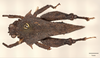 CollectionObject 1537270; f950b392-6df1-4fa4-8b31-111e6715130a: holotype male (dorsal view). (CollectionObject).