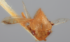 Head on Amastris minuta Funkhouser, 1922: (Observation).