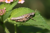 FieldOccurrence 88; 6a269b89-ef53-4307-82d3-c5c1d8a99483; United Republic of Tanzania: Kilimanjaro
Chala area eastern slopes Kilimanjaro, 2012/06/05: female. (FieldOccurrence).