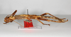 CollectionObject 1558754; c82ade27-21ec-4652-adec-09226b6aabcc: copyright ZMHB, Berlin. female, lateral view (holotype). (CollectionObject).