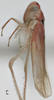 Habitus, lateral view on Arboridia (Arboridia) magna Song, Li & Dietrich, 2016: Habitus, lateral view. (Observation).