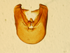 Pygofer, ventral view on Delphacodes darwini Muir, 1929: (Observation).