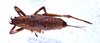 CollectionObject 1532860; NMW 3226184, 9172c5b5-6fa0-4f62-867f-934e9fda8ba6: female, dorsal view. (CollectionObject).