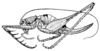Arachnoscelis (Centrophisis) magnifica Hebard, 1927: Pl. XXI, Fig. 9 (after paratype). female (body length 15.5 mm, ovipositor 10.8-11.8 mm). (Otu).