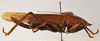 CollectionObject 1534501; MZPW Dohrn collection, 9ba91bef-717d-4d6f-b2f6-3df4e1742f2e: female, lateral view (holotype). (CollectionObject).