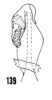 Aedeagus, dorsal view on Oecleus productus Metcalf, 1923: (Observation).