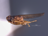 Habitus, lateral view on Dunioa gratiosa Dworakowska, 1995: (Observation).