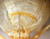 CollectionObject 1564643; f356ec6a-7957-41a0-b5f0-75806fda437a: 2013. male, stridulatory apparatus (holotype). (CollectionObject).