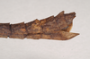 CollectionObject 1560118; 8e9da3bf-28bc-4edc-9011-2fde97c99fe0: copyright Natural History Museum, London. (CollectionObject).;CollectionObject 1560119; bc59299b-5d33-4975-9c79-9d08facc4345: copyright Natural History Museum, London. (CollectionObject).