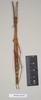 CollectionObject 1562906; 7c1a79dd-1533-4c80-b7c0-b10fd6b42064: copyright Natural History Museum, London. female (paratype). (CollectionObject).;CollectionObject 1562907; 5c2e562d-bb7a-40c9-9f68-656fff8c26e2: copyright Natural History Museum, London. female (paratype). (CollectionObject).
