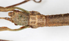 CollectionObject 1556949; NMW 75, afd5275d-2eac-4af4-8981-35733d0678a6: copyright NMW. female: head, dorsal view (holotype). (CollectionObject).