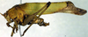 CollectionObject 1500719; b21d9629-82c1-4f68-8b2f-8f311b119cd2: male, lateral view (lectotype). (CollectionObject).