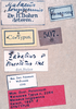 CollectionObject 1534702; f6a49883-4a52-4f0c-8e85-2f41d2782e43: male labels (syntype of Mataeus longipennis). (CollectionObject).