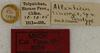 labels (paratype). Depicts CollectionObject 1536002; 8458d4a8-8515-465d-b9aa-008c4d8af1c3, a CollectionObject.